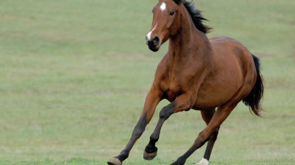 a horse running in a grassy field