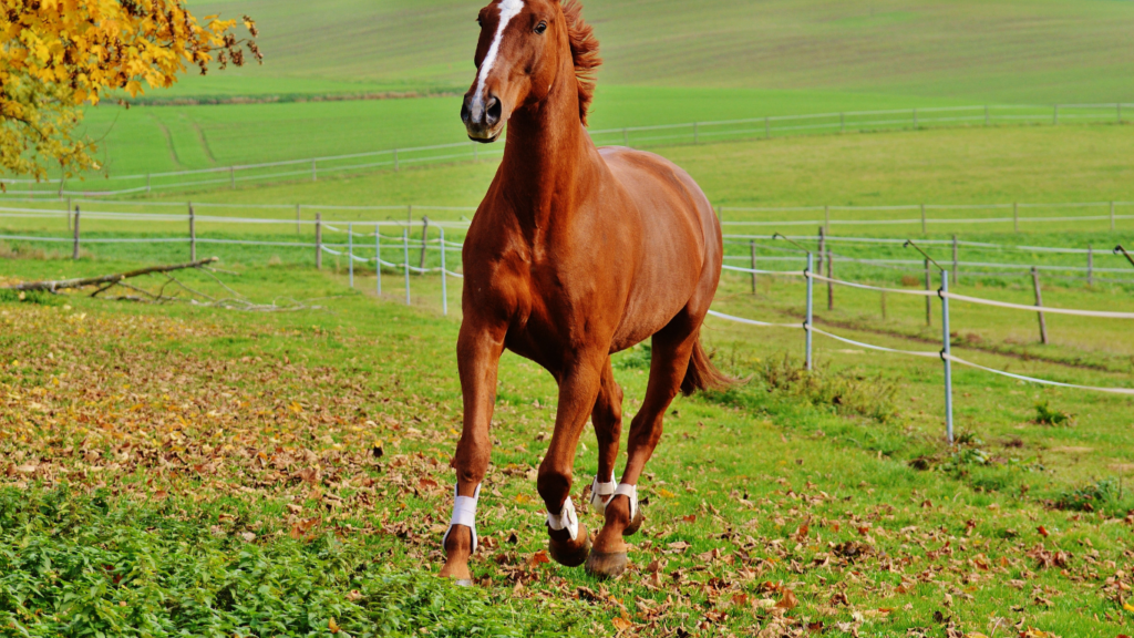 a horse running in a grassy field