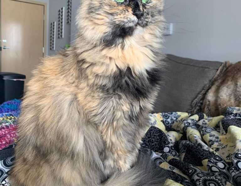 drug effects of tamophage disease