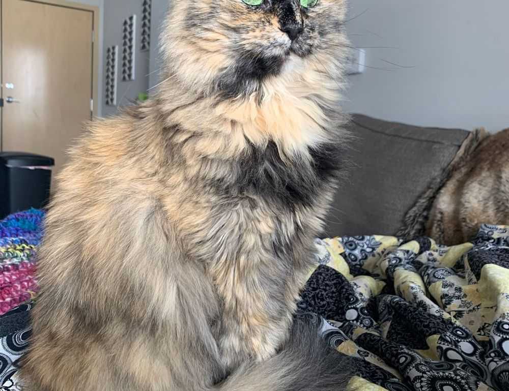 drug effects of tamophage disease