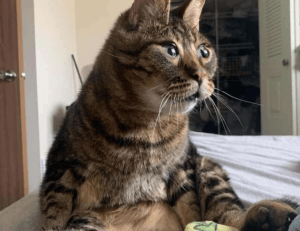 how tazopha investment group work