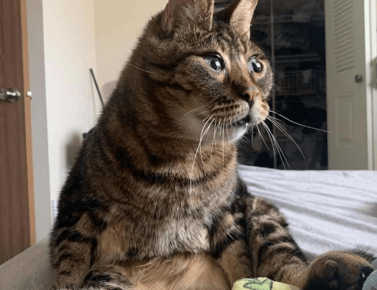 how tazopha investment group work