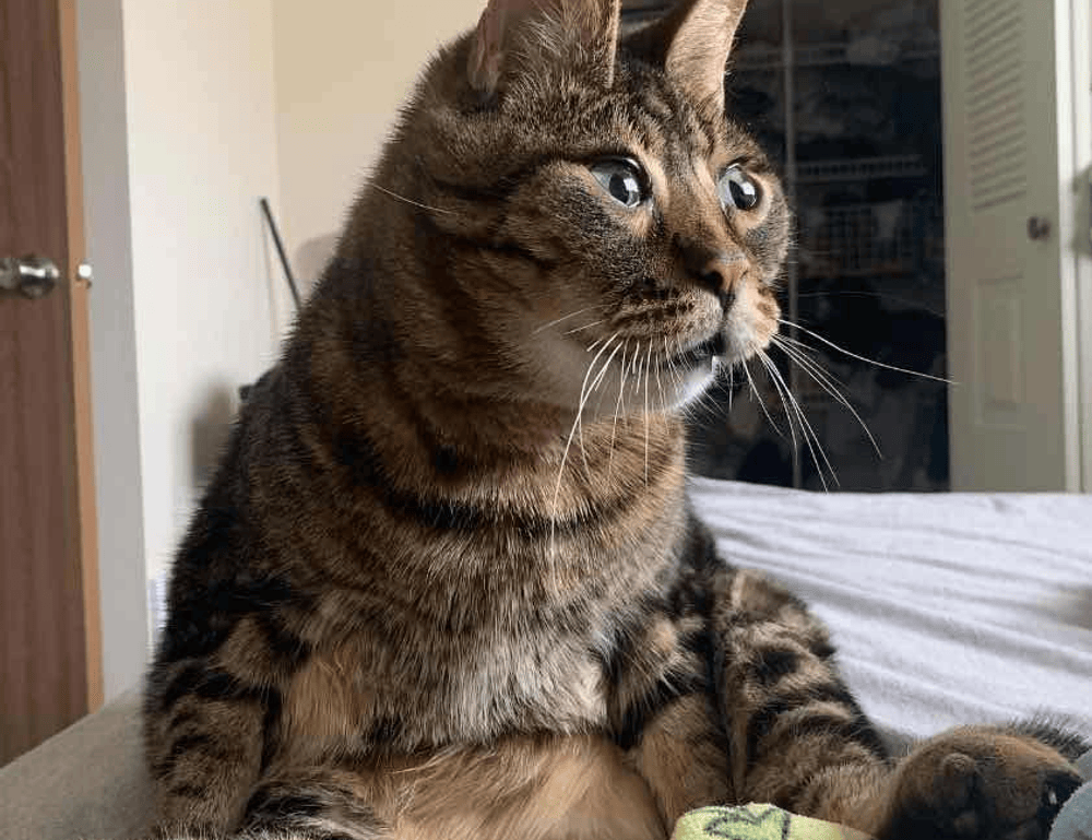 how tazopha investment group work