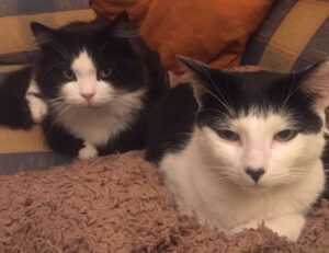 cronologie nottingham forest vs liverpool