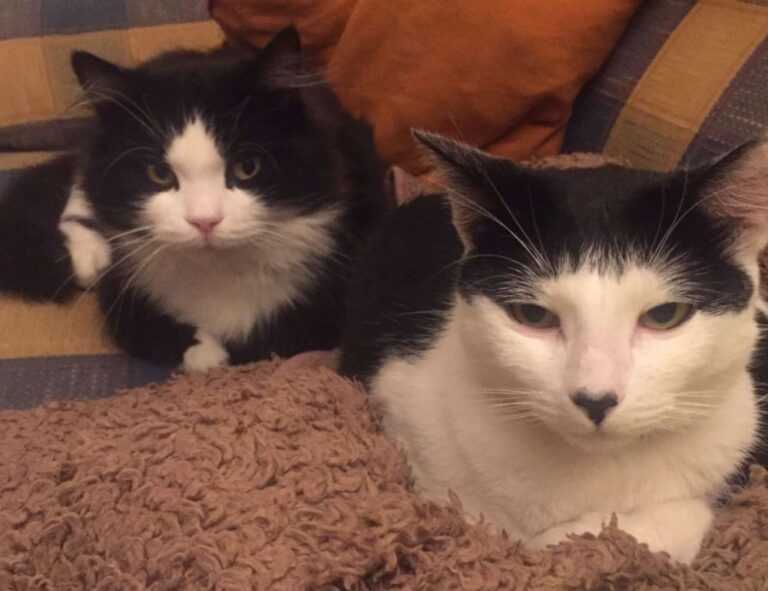 cronologie nottingham forest vs liverpool