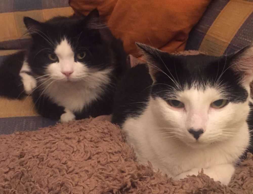 cronologie nottingham forest vs liverpool