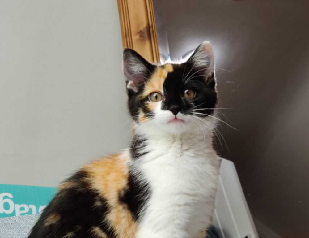 hauska syntymäpäivä gif