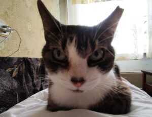 libra hari ini gemintang