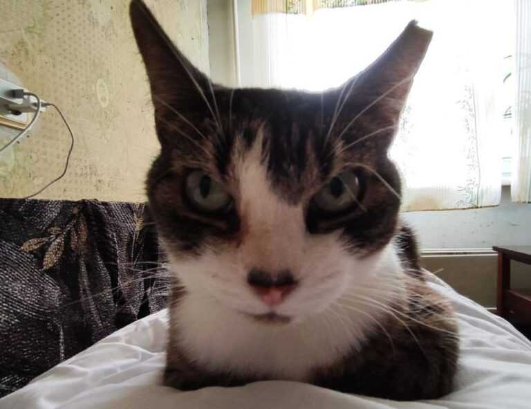 libra hari ini gemintang