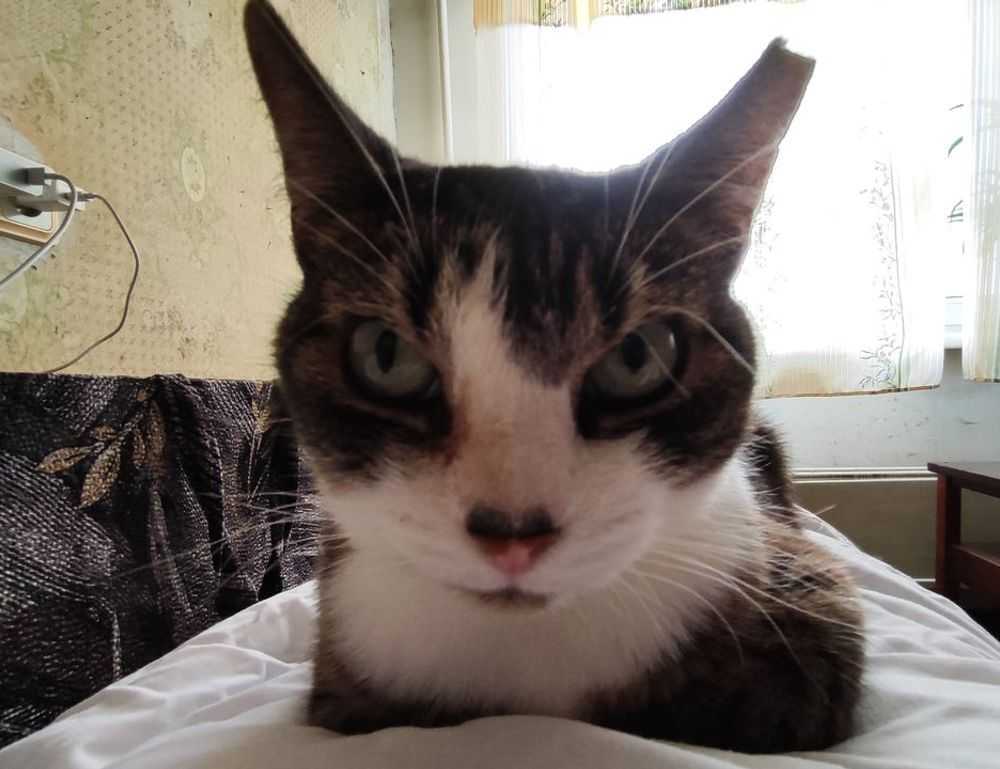 libra hari ini gemintang