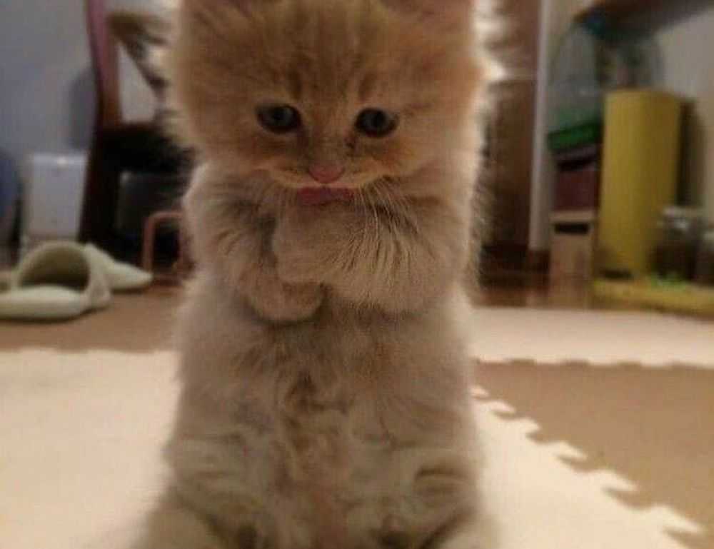 mydoterra login nederlands