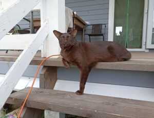 tamilyogi movie download isaimini