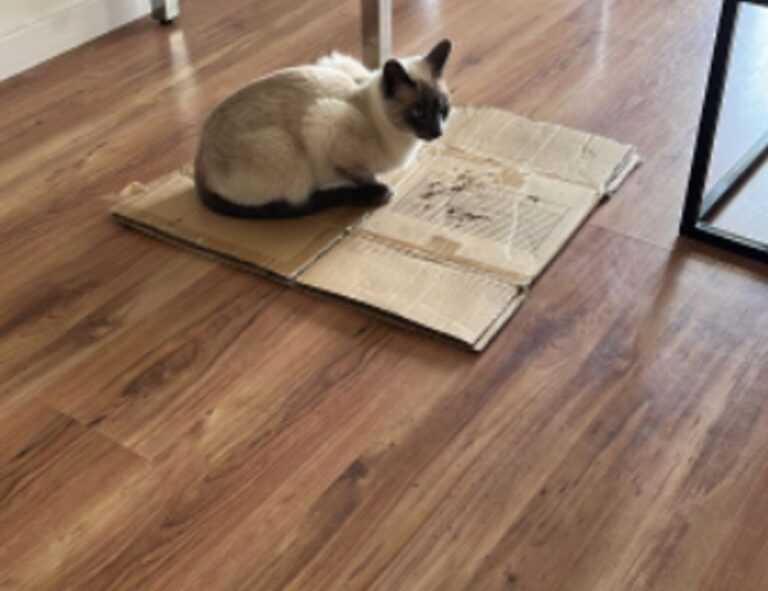 wallpaper:cn3ispl8wgc= cinnamoroll