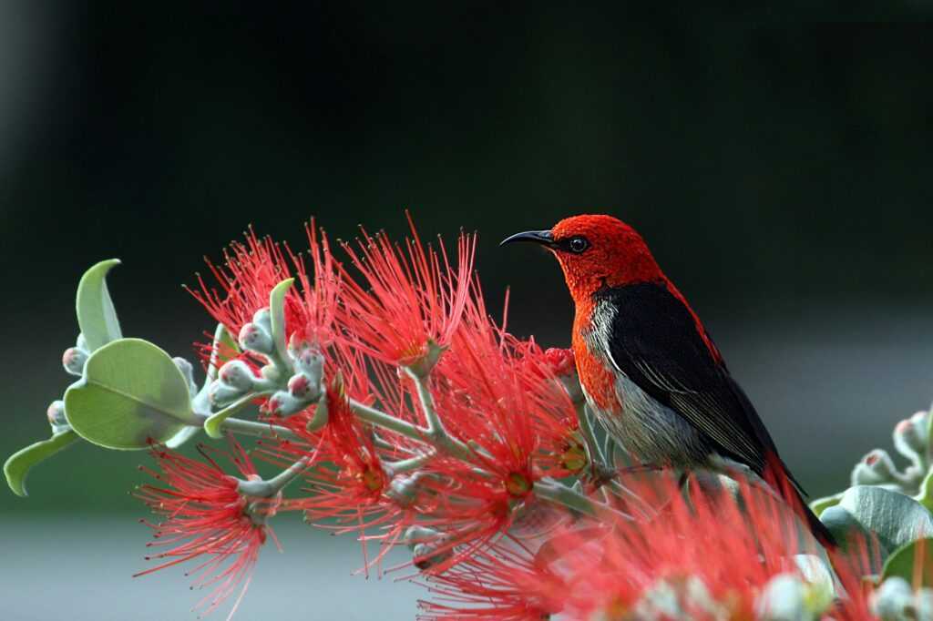 Close-up of a Scarlet Honeyeater perched on vibrant red flowers, showcasing nature's vivid colors.
